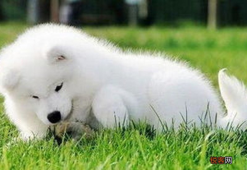 萨摩耶脏了怎么洗白