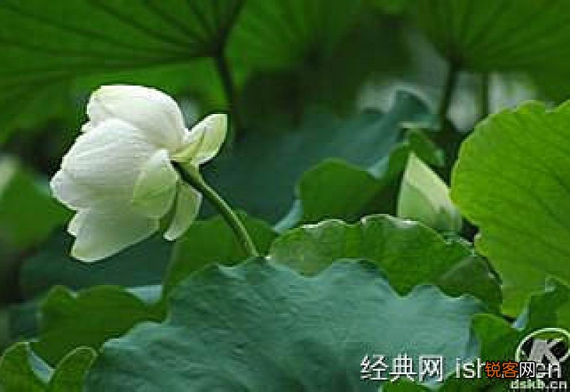 洁白无瑕的意思 洁白无瑕造句