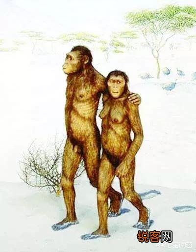 生物进化过程中,为什么只有人类选择了直立行走？