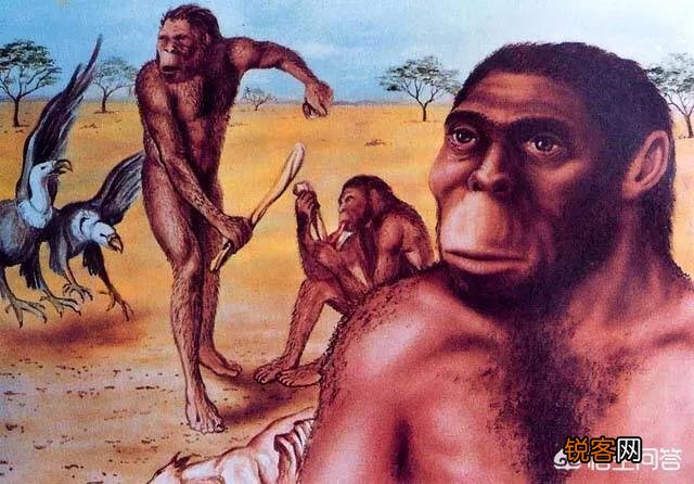 生物进化过程中,为什么只有人类选择了直立行走？