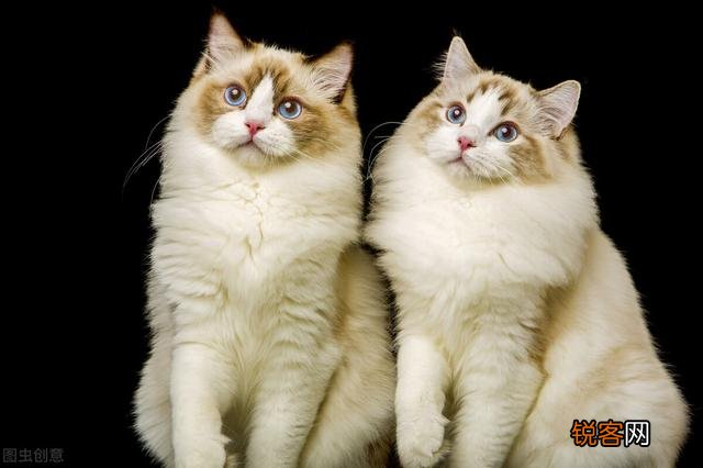 为什么很多外国人在秀自己血统,为什么中国人却很少提及血统？