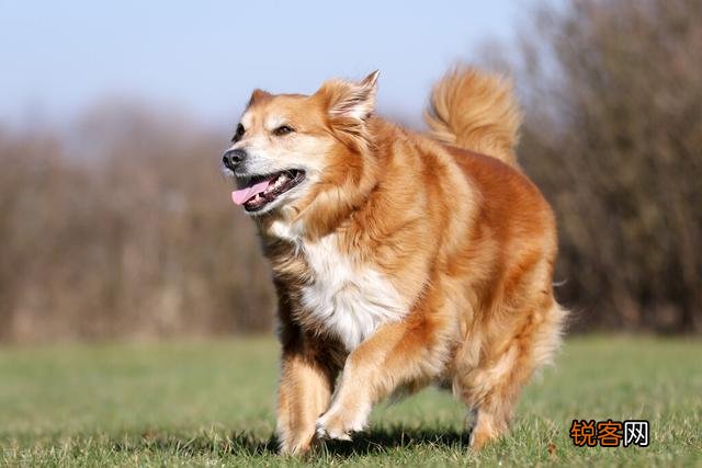 为什么很多外国人在秀自己血统,为什么中国人却很少提及血统？