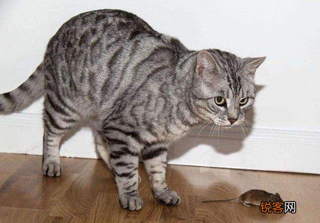 人类的体质并不强,为什么大部分猛兽还是怕我们？是因为智慧吗？