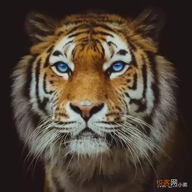 人类的体质并不强,为什么大部分猛兽还是怕我们？是因为智慧吗？