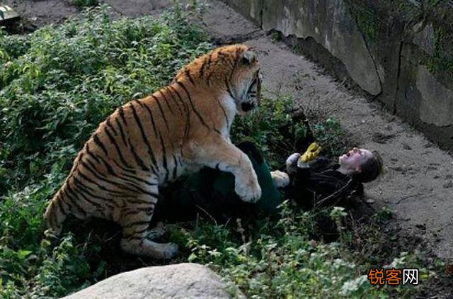 人类的体质并不强,为什么大部分猛兽还是怕我们？是因为智慧吗？