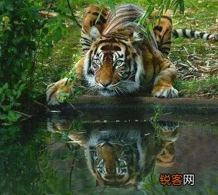 人类的体质并不强,为什么大部分猛兽还是怕我们？是因为智慧吗？