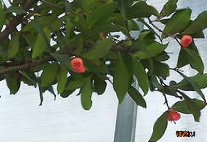 木本观叶植物图片大全