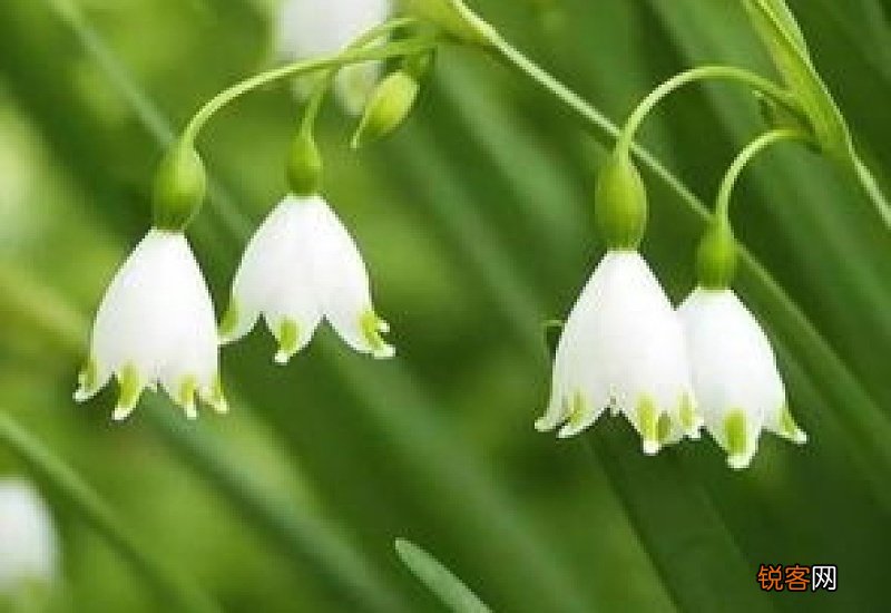 铃兰花怎么种植方法