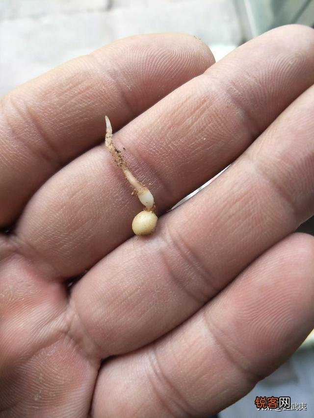 褚时健在种植、农业管理上有什么独特的地方？