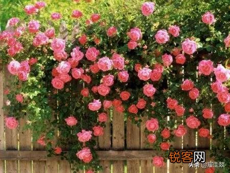 50岁退休的女性,不想出去打工,在家又闲的无聊,干点什么好？