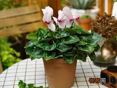50岁退休的女性,不想出去打工,在家又闲的无聊,干点什么好？
