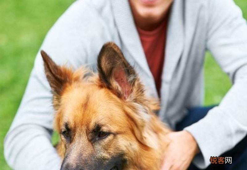 犬瘟一个月不死就不会死