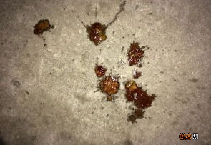 狗狗肠道划伤拉血怎么办要喝水