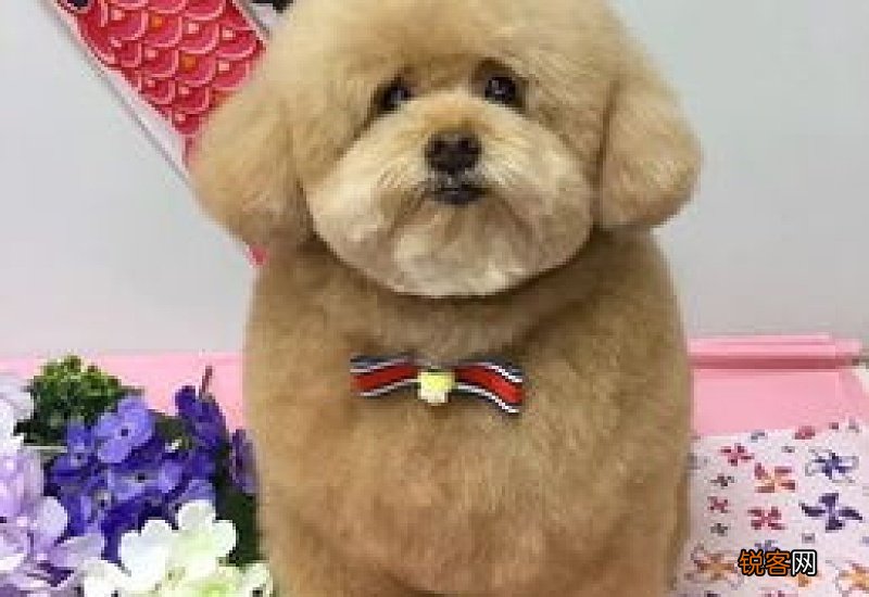 小泰迪多久可以断奶