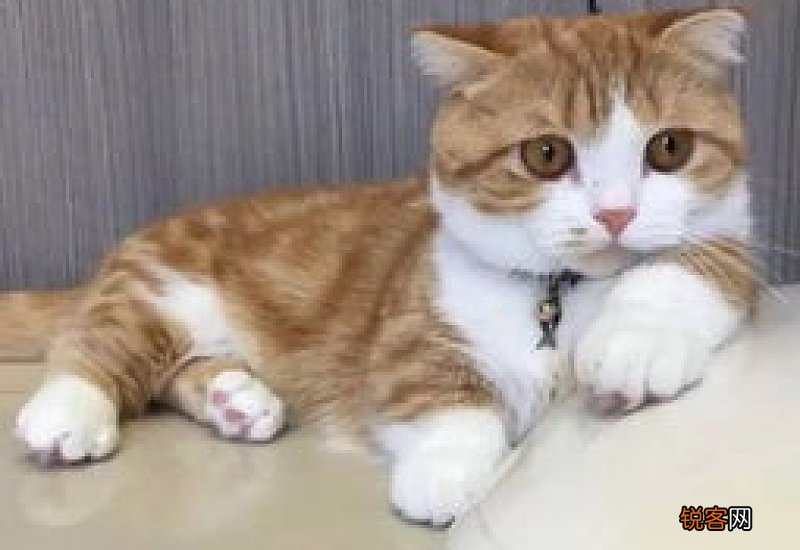 猫咪断食一天会怎么样