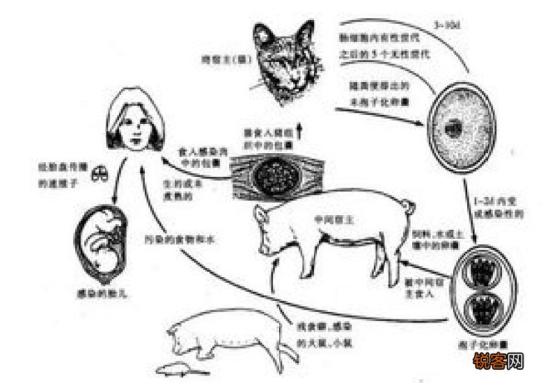 狗狗有弓形虫什么表现