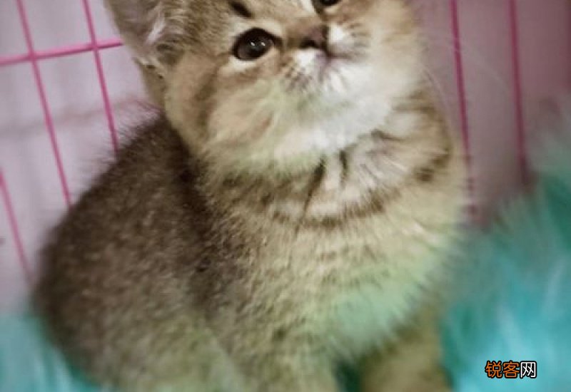 猫咪连打好几个喷嚏