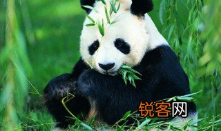 大熊猫为什么被视为国宝 大熊猫为什么是国宝