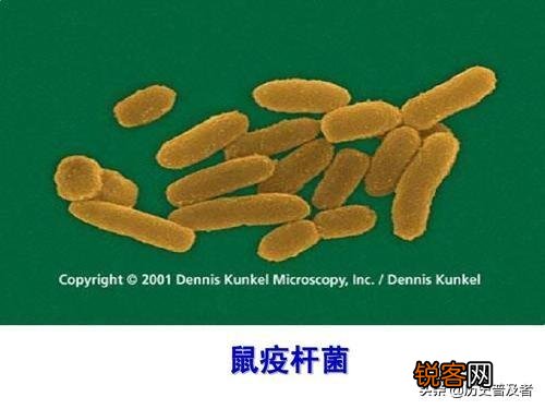 除去黑死病,历史上有哪些同时在中国与世界流行的大瘟疫？