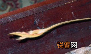 寰谛凤翎是什么 寰谛凤翎简单介绍