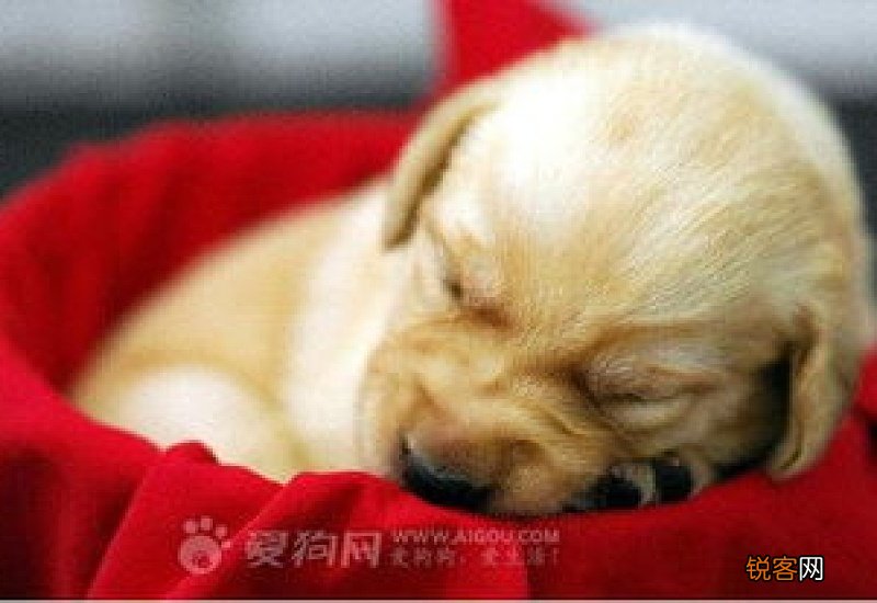狗反复发烧