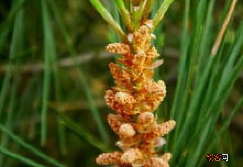 松树会开花吗?