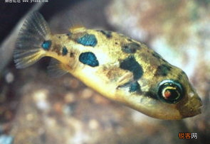 鱼缸里的蜗牛怎么处理