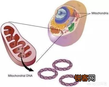 线粒体遗传病的特点是是什么？