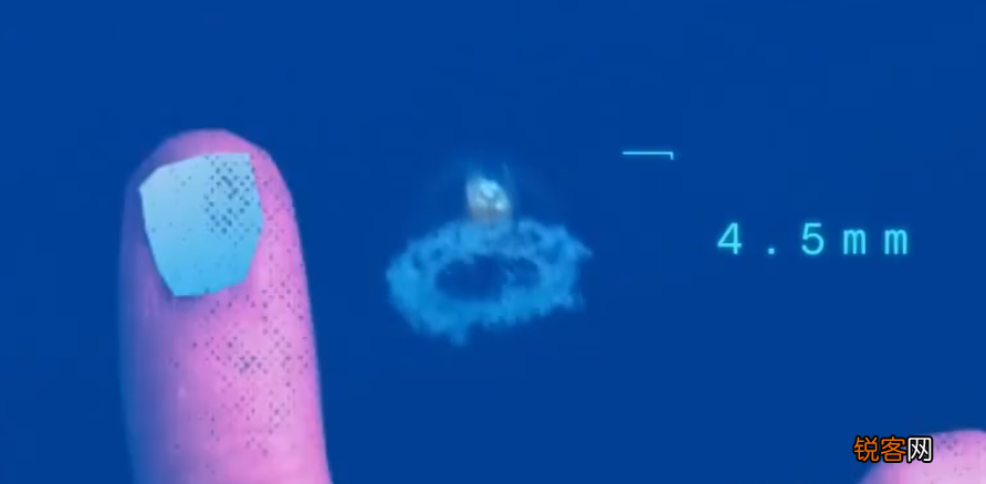 盘点动物长寿的原因 哪些海洋动物寿命更长