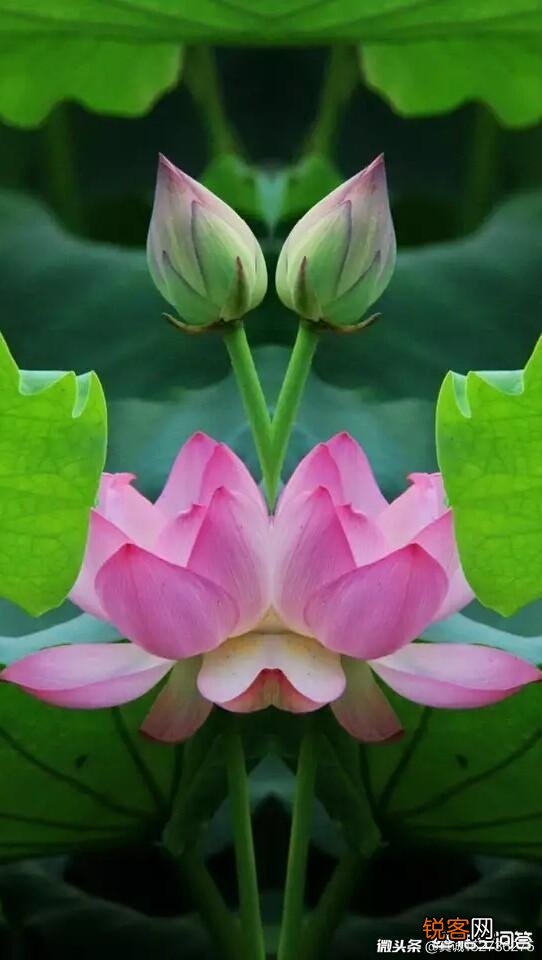 怎么用“山青水秀人杰地灵”写一首藏头诗？