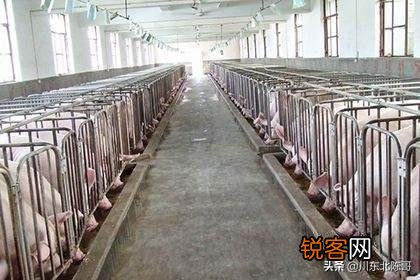 建一个500头猪的养猪场大概需要多少钱,怎么算的？