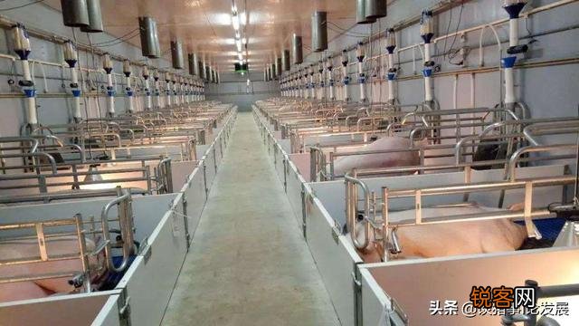 建一个500头猪的养猪场大概需要多少钱,怎么算的？