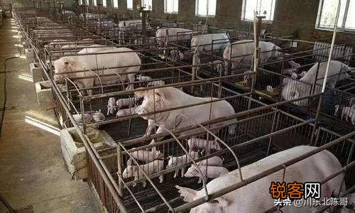 建一个500头猪的养猪场大概需要多少钱,怎么算的？