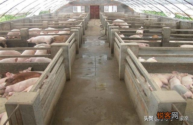 建一个500头猪的养猪场大概需要多少钱,怎么算的？