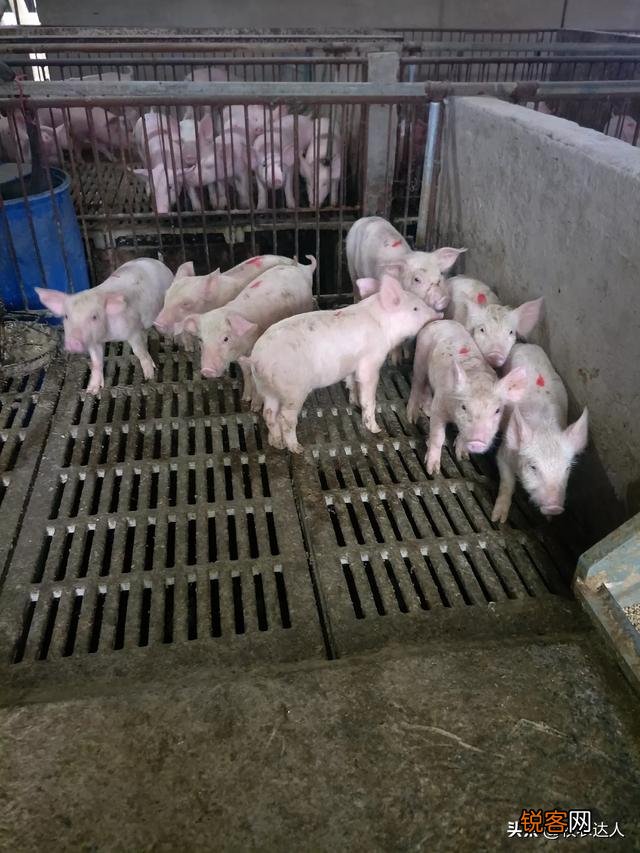 打算投资10万搞生猪养殖,你们说说有没有成功的希望？