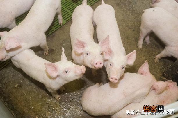 打算投资10万搞生猪养殖,你们说说有没有成功的希望？