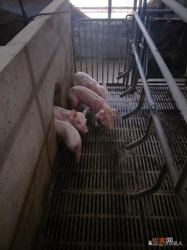 打算投资10万搞生猪养殖,你们说说有没有成功的希望？