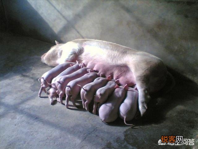 农村养猪投资3-5万可以起来吗？