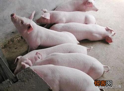 请问现在养十头猪要投资多少钱,要注意些什么,出栏能挣多少钱？