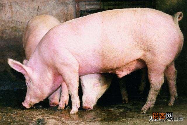 请问现在养十头猪要投资多少钱,要注意些什么,出栏能挣多少钱？