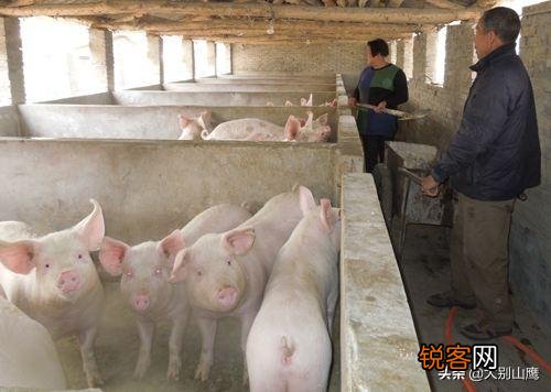 请问现在养十头猪要投资多少钱,要注意些什么,出栏能挣多少钱？