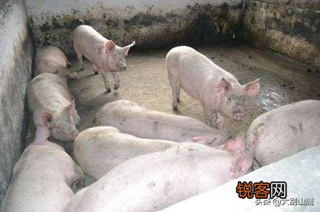 请问现在养十头猪要投资多少钱,要注意些什么,出栏能挣多少钱？