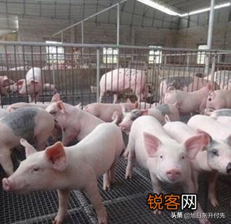 100头内 现在想投资建个小规模养猪场,该怎样入手,国家有何优惠政策？