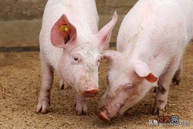 100头内 现在想投资建个小规模养猪场,该怎样入手,国家有何优惠政策？