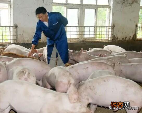 100头内 现在想投资建个小规模养猪场,该怎样入手,国家有何优惠政策？