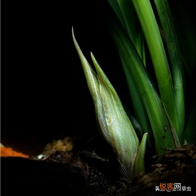 兰花西神梅香吗？