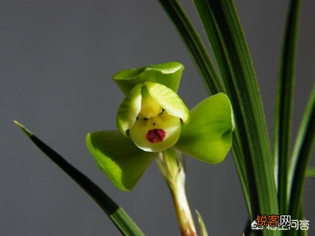 兰花西神梅香吗？