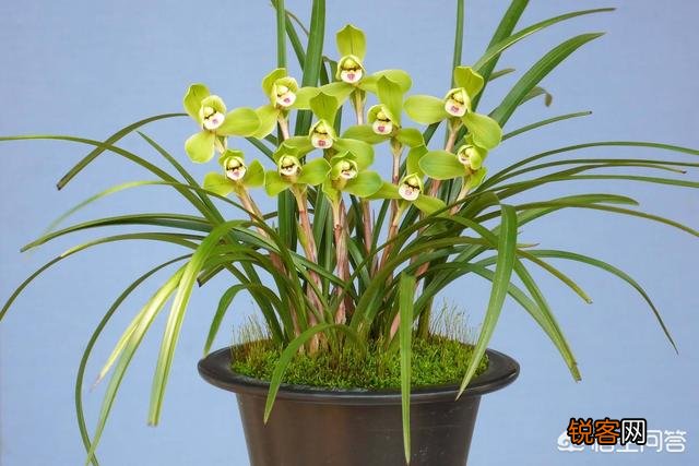 兰花西神梅香吗？