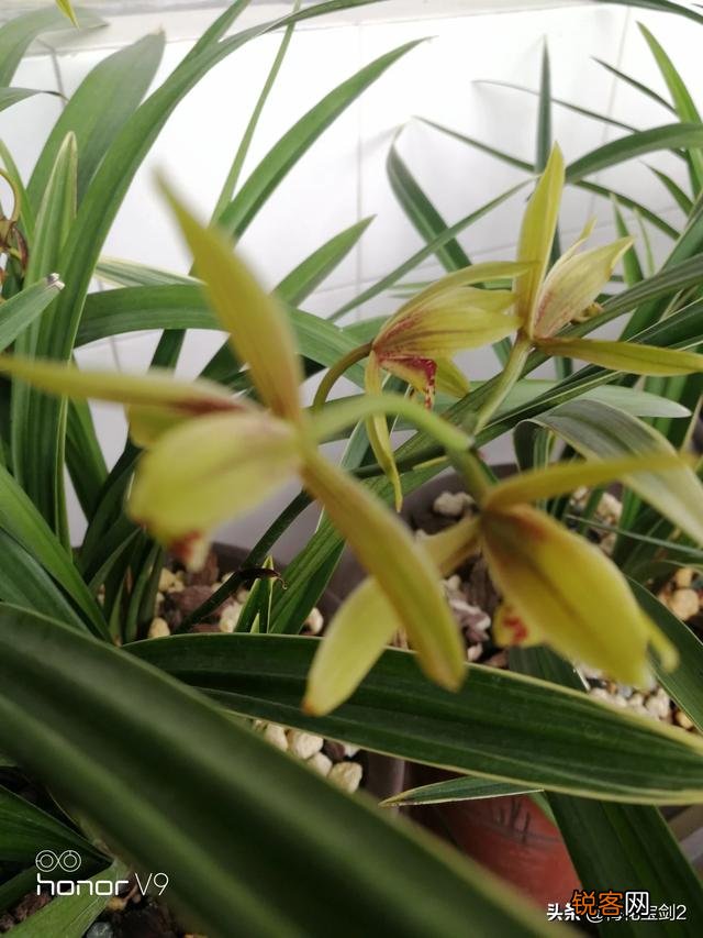 兰花西神梅香吗？