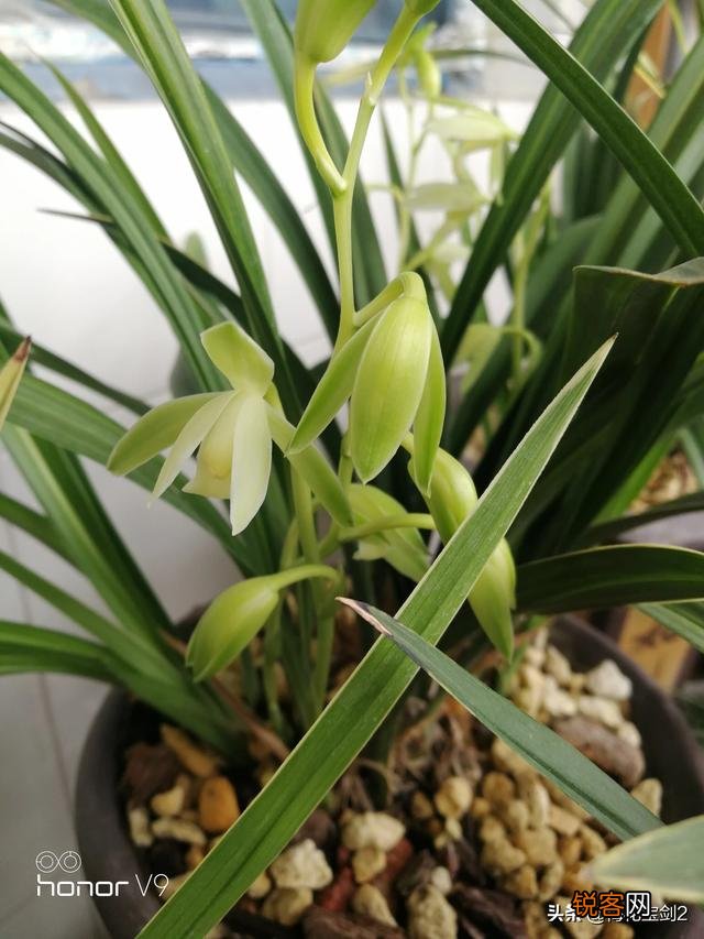 兰花西神梅香吗？